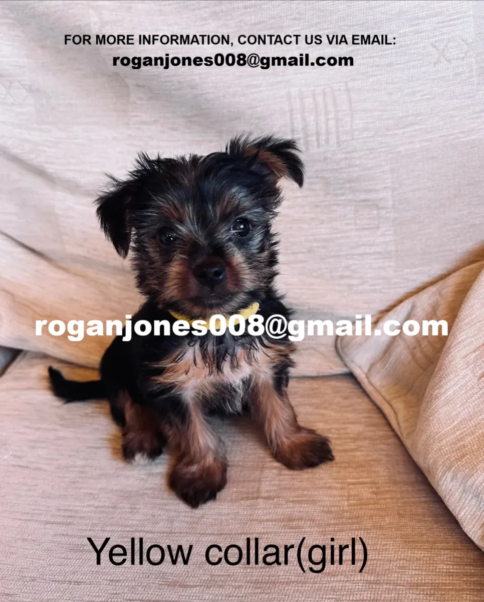 Petit chiot Yorkshire Terrier à donner