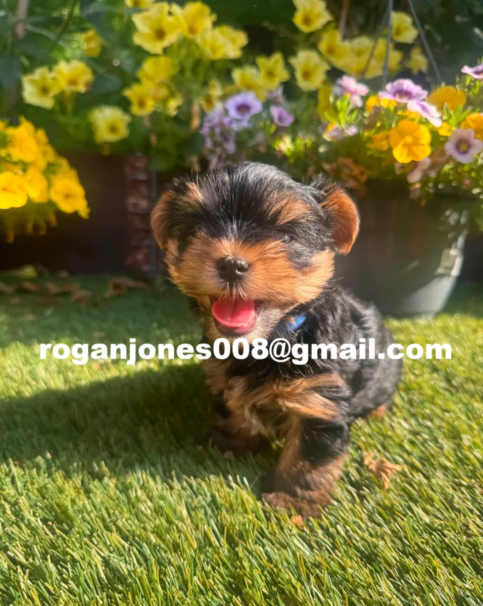 Yorkshire Terrier de race pure (mâle et femelle)