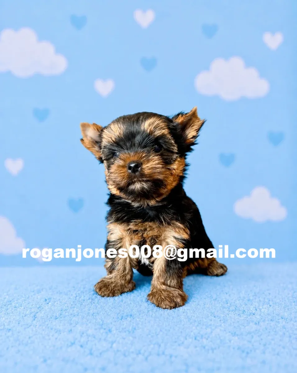 Chico de raza micro-Yorkshire Terrier