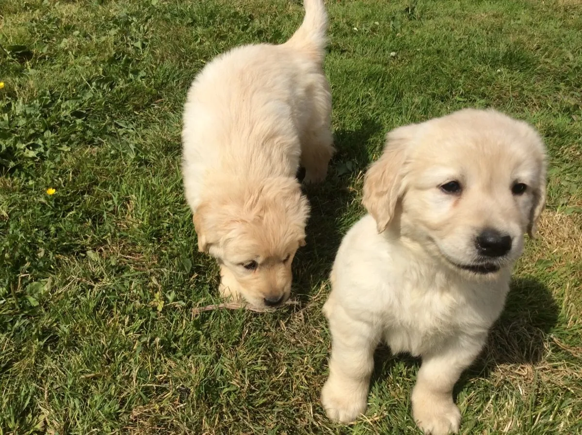 İki zeki Golden Retriever yavrusu sahiplenme için