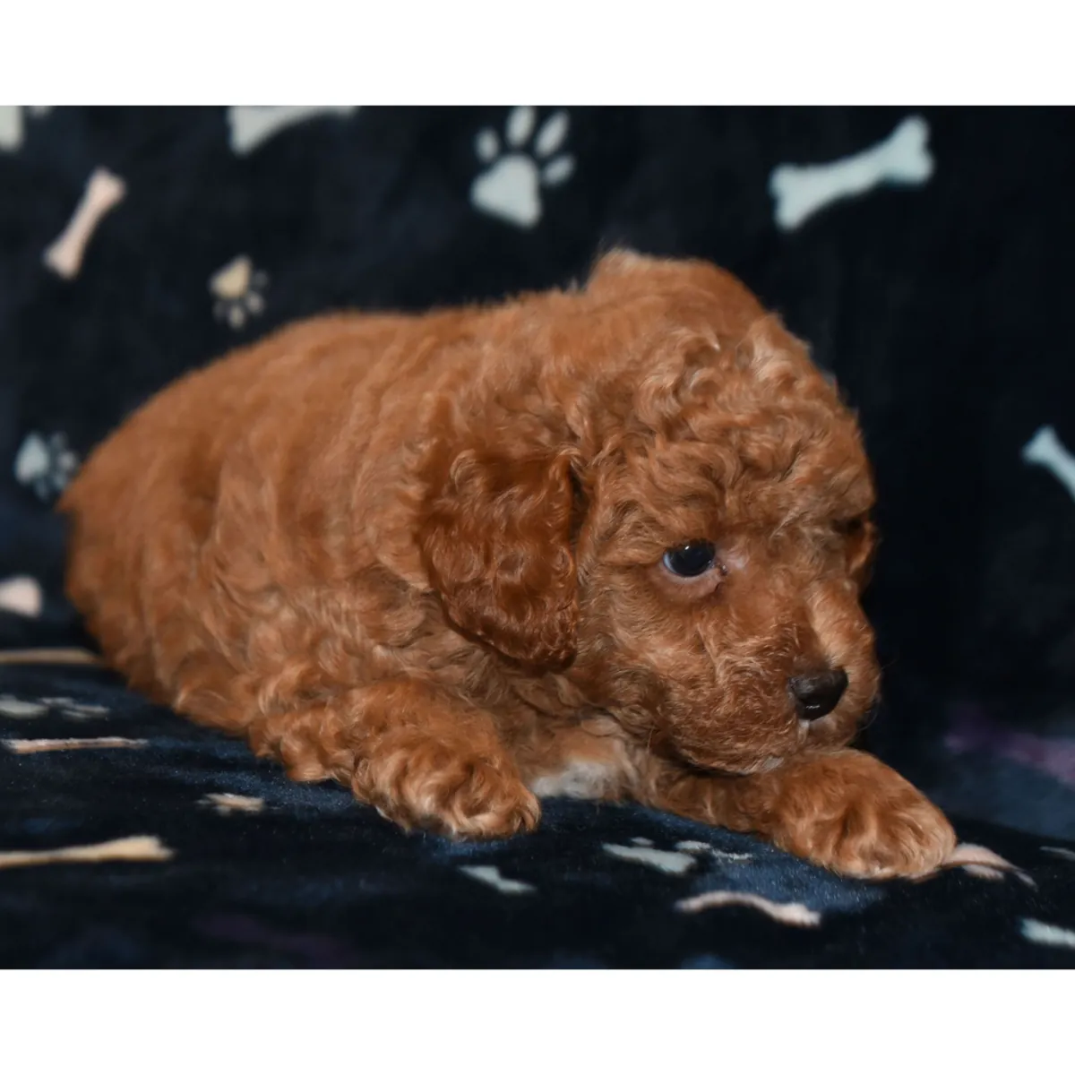 11周大的杏色（apricot）玩具贵宾犬幼犬（公母）。