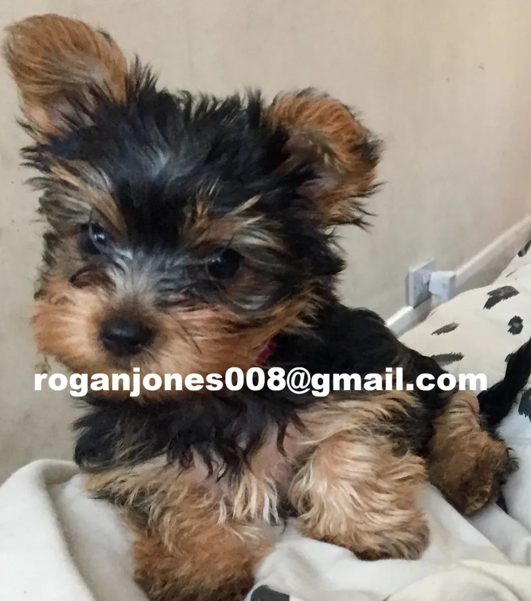 可爱的幼犬（公犬和母犬）茶杯约克夏犬品种
