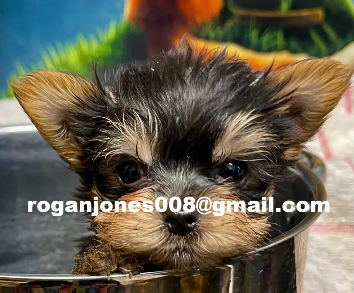 活泼的约克夏犬幼犬