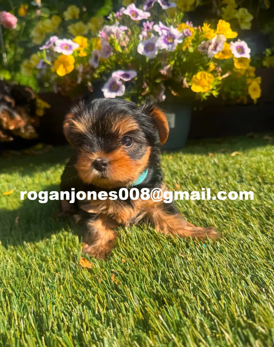 Sevimli Yorkshire Terrier