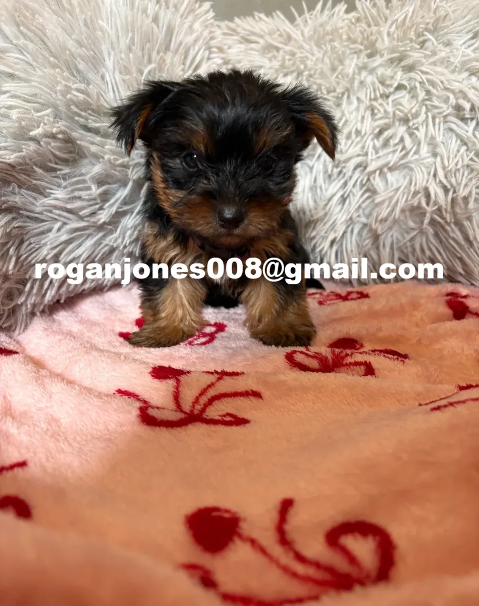 Mikro AKC Yorkshire Terrier Dişi Yavru