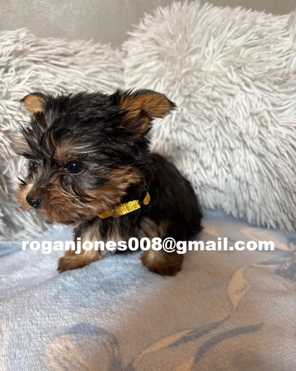 Mikro AKC Yorkshire Terrier Dişi Yavru