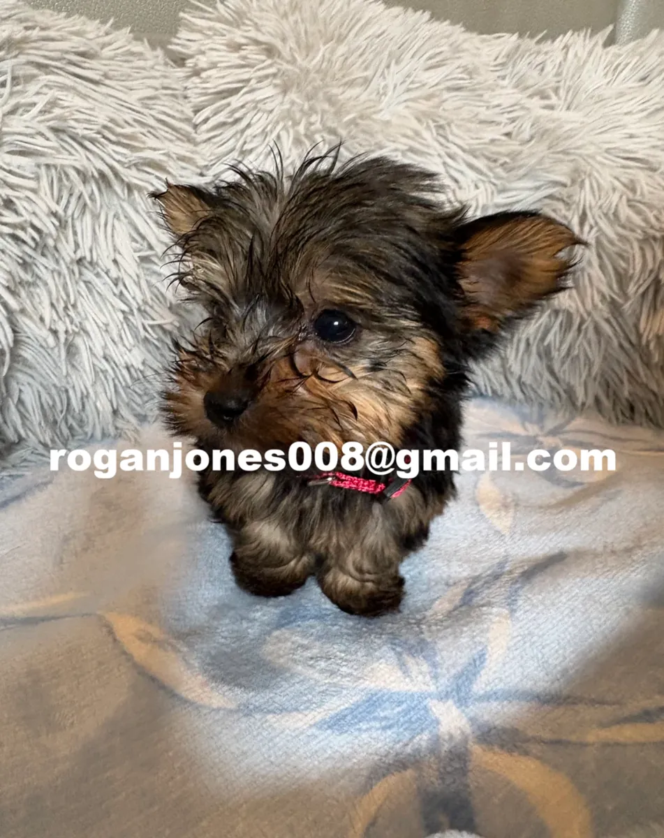 Cachorro Yorkshire Terrier Miniatura Incrível