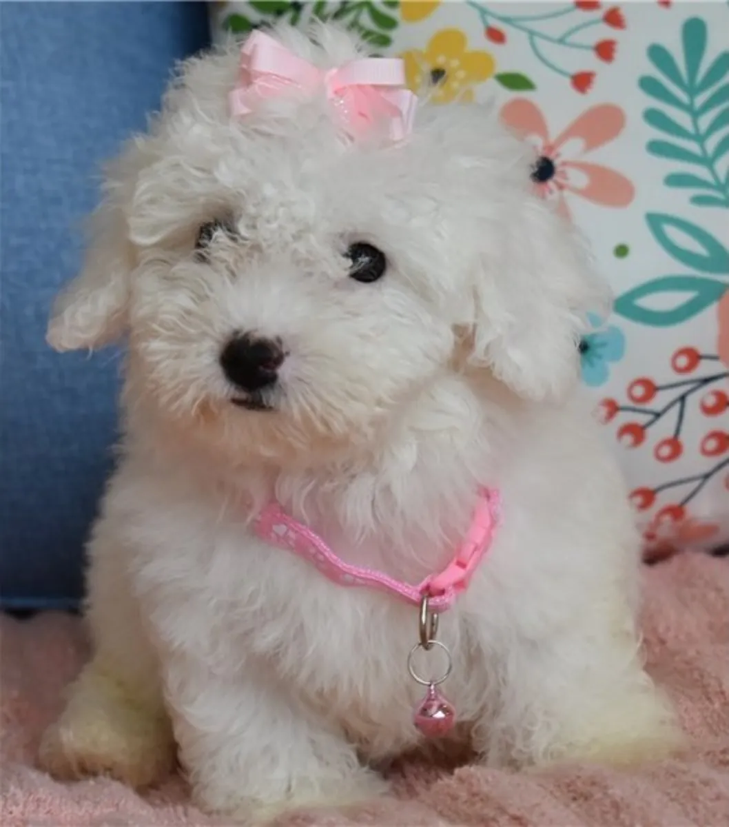 Chiots Maltipoo prêts à partir à la maison