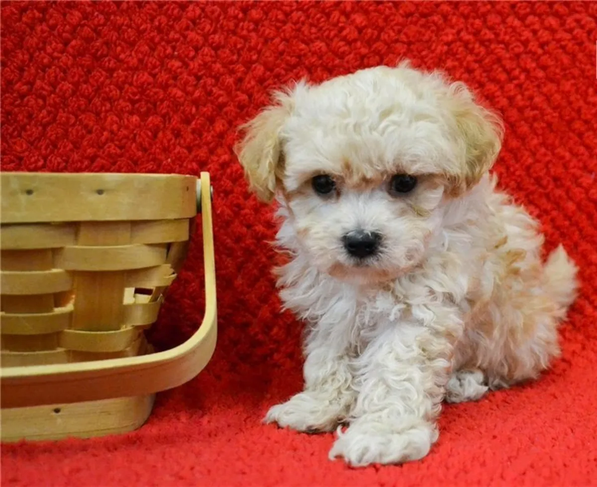 Cachorros de Maltipoo Disponibles