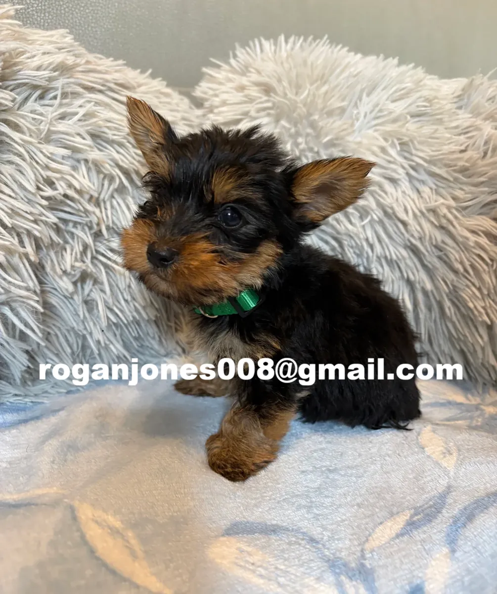 约克夏犬（Yorkie）幼犬 – 优秀的家庭宠物