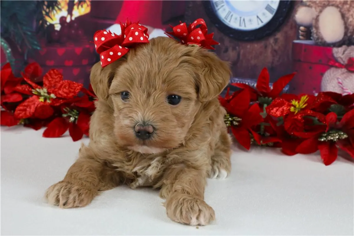 Chiots Maltipoo de pure race