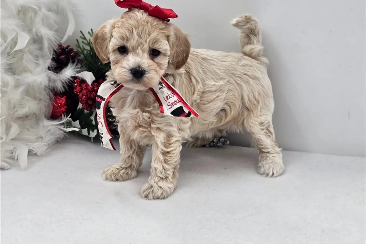Chiots Maltipoo de pure race