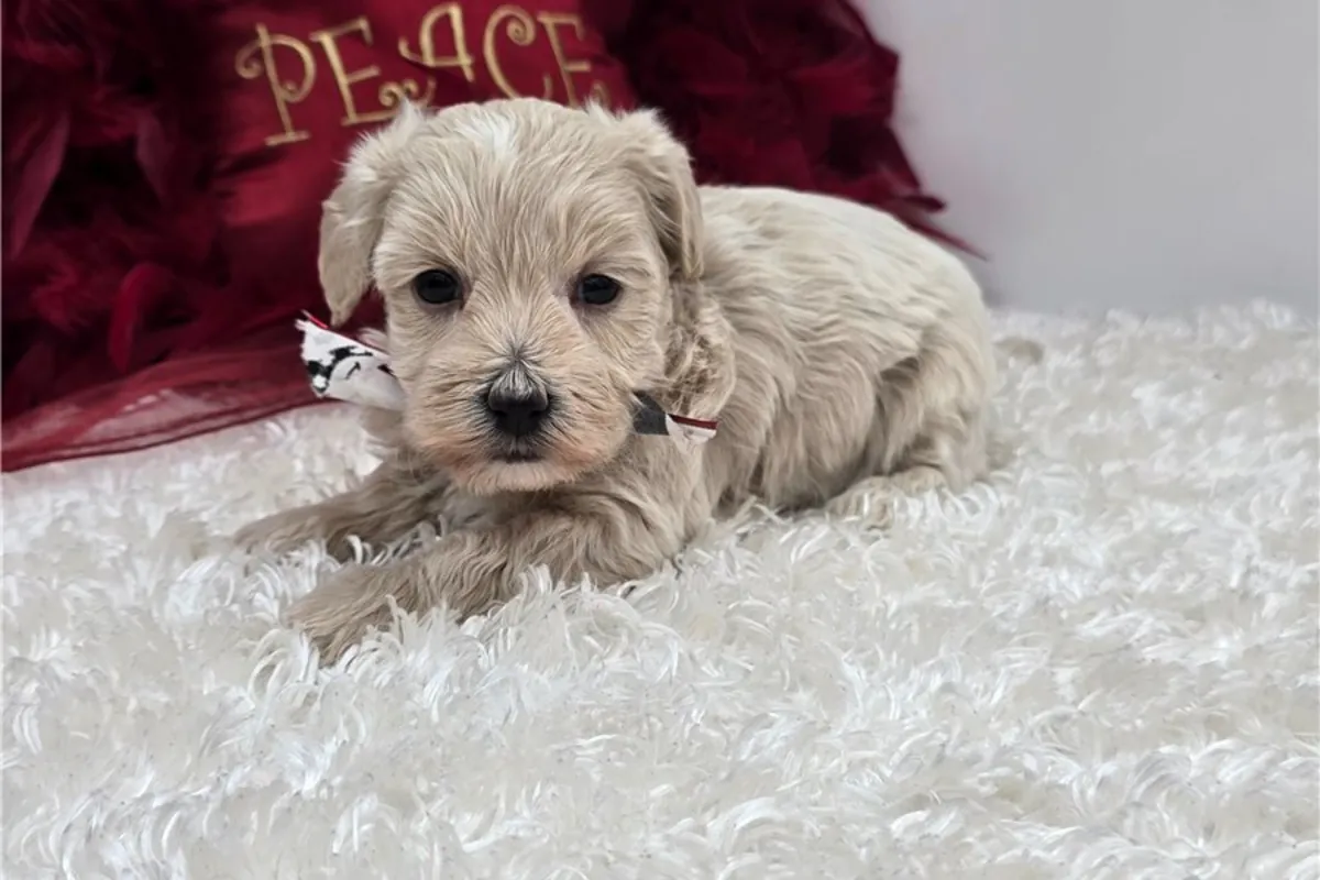 Chiots Maltipoo de pure race