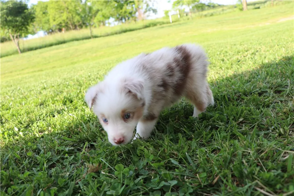 Chiots Australian Shepherd de pure race