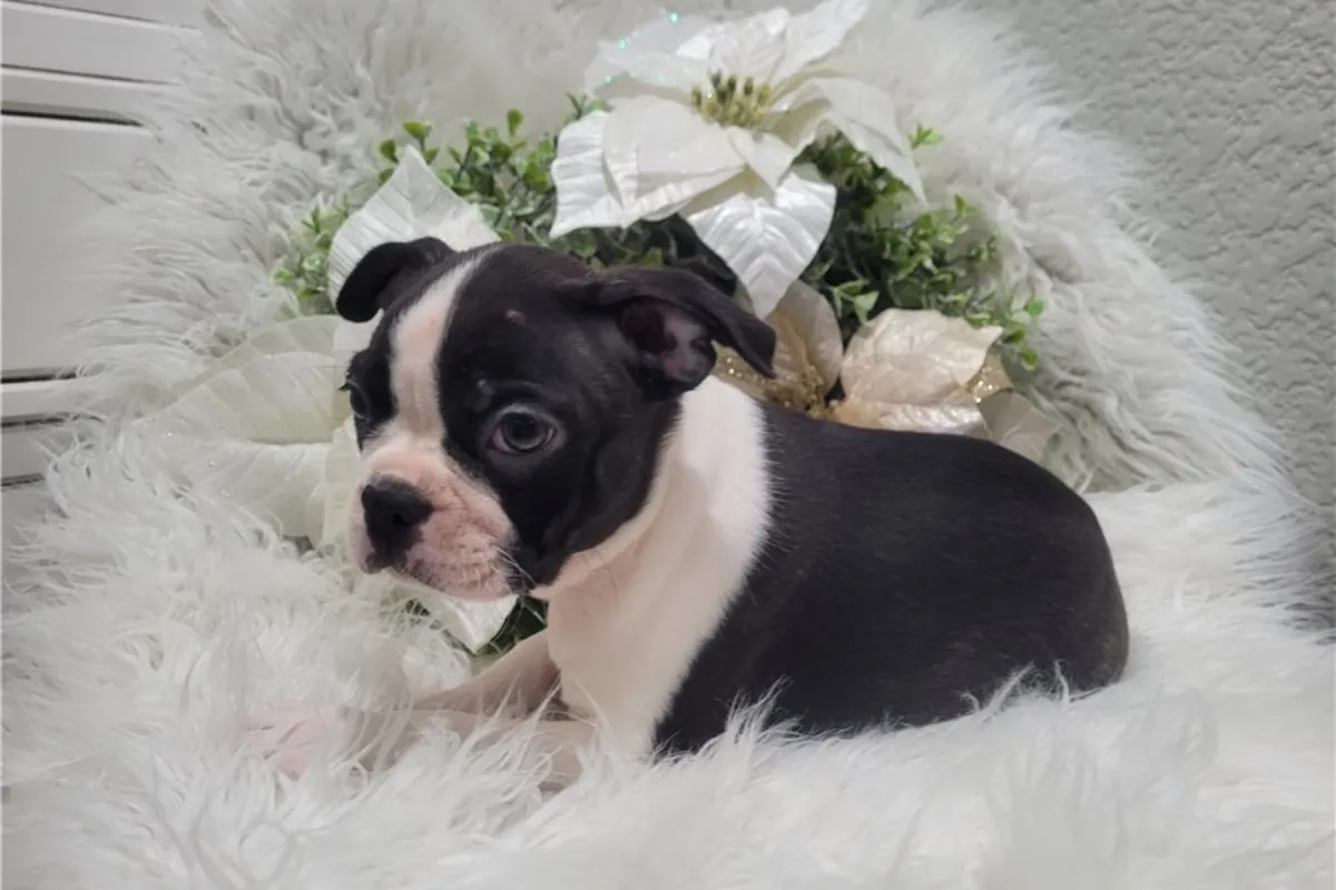 Chiots Boston Terrier de pure race