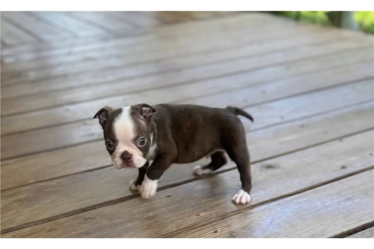 Chiots Boston Terrier de pure race