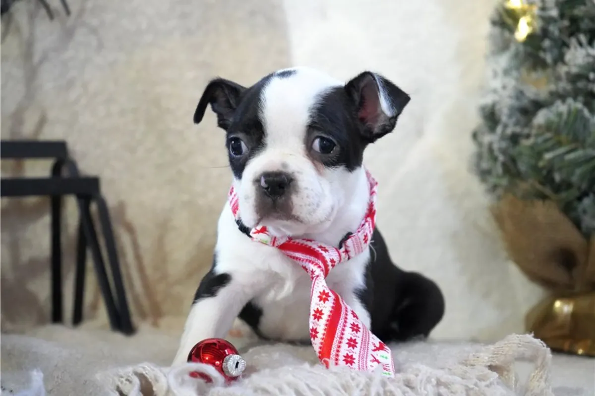 Chiots Boston Terrier de pure race
