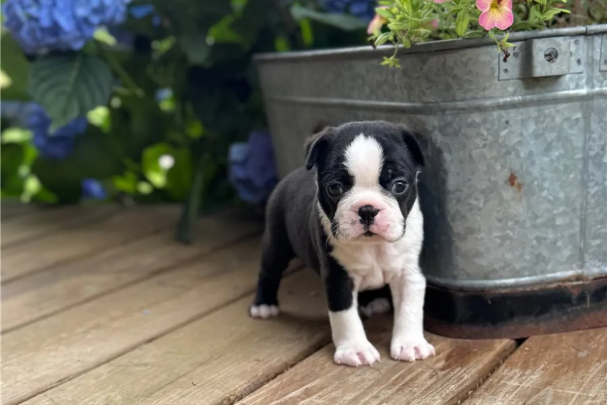 Chiots Boston Terrier de pure race