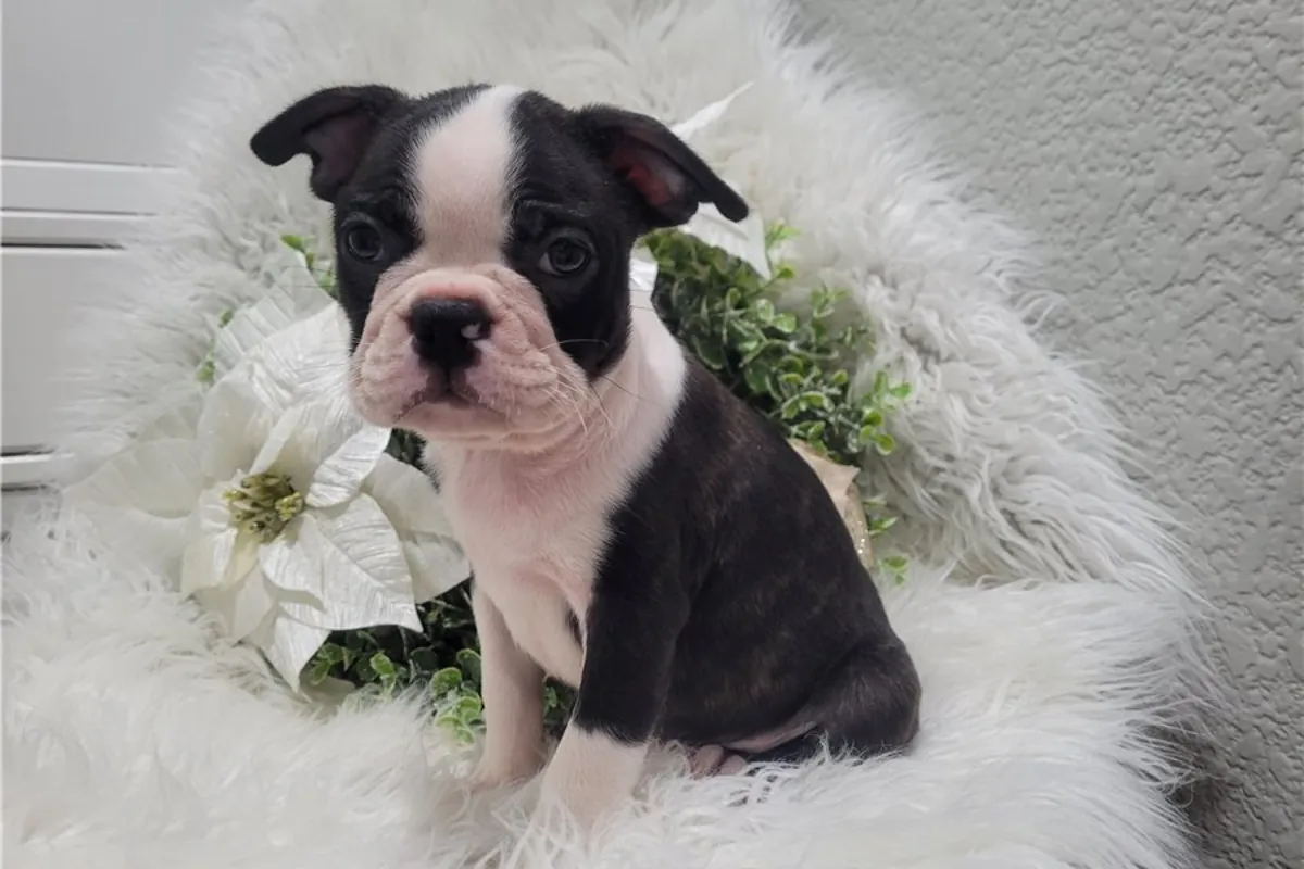 Chiots Boston Terrier de pure race