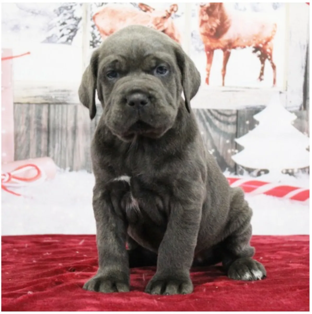 Chiots Cane Corso de pure race