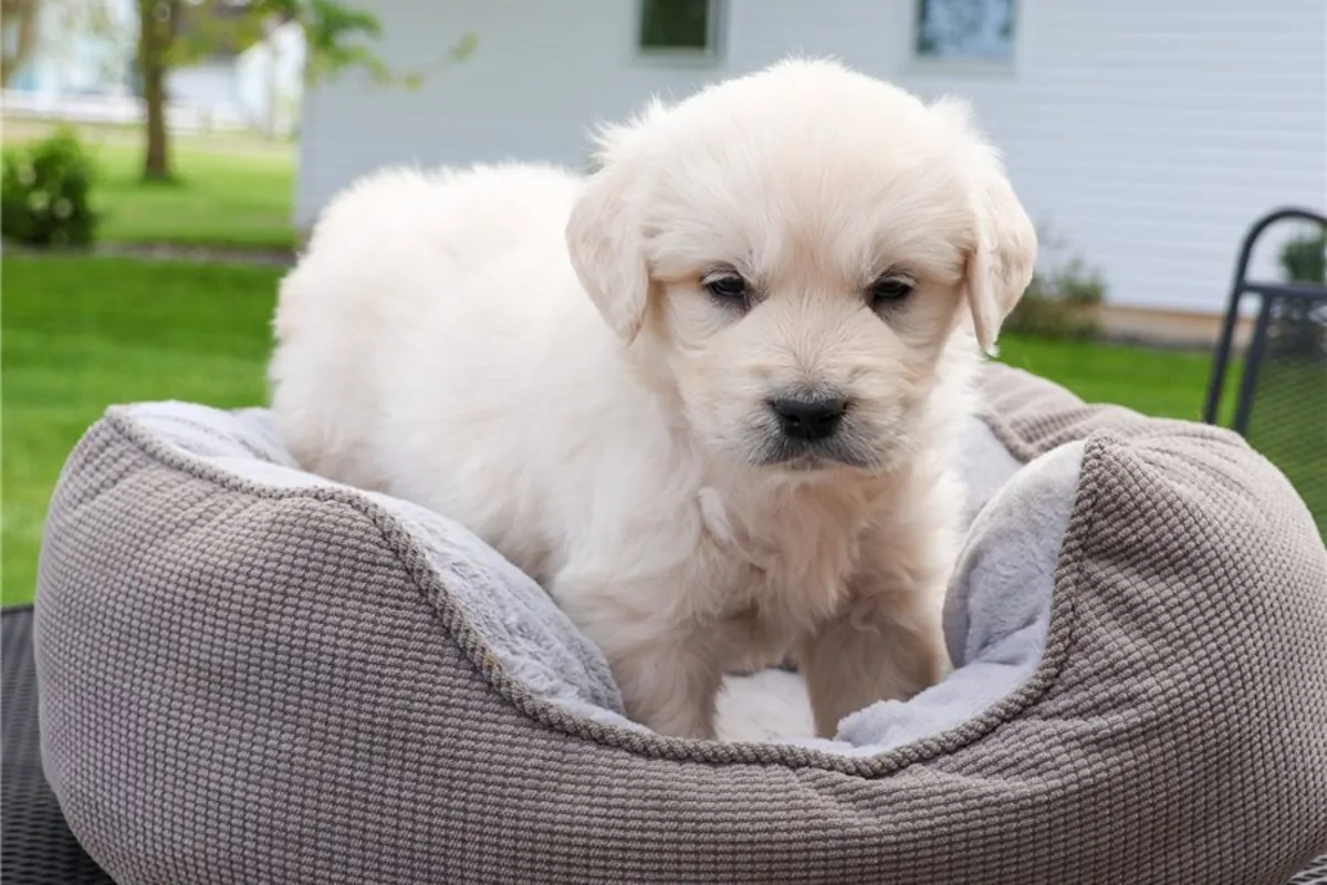 Chiots Golden Retriever de pure race