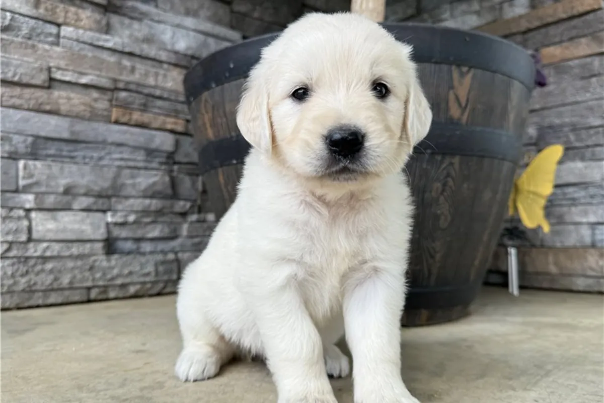 Chiots Golden Retriever de pure race