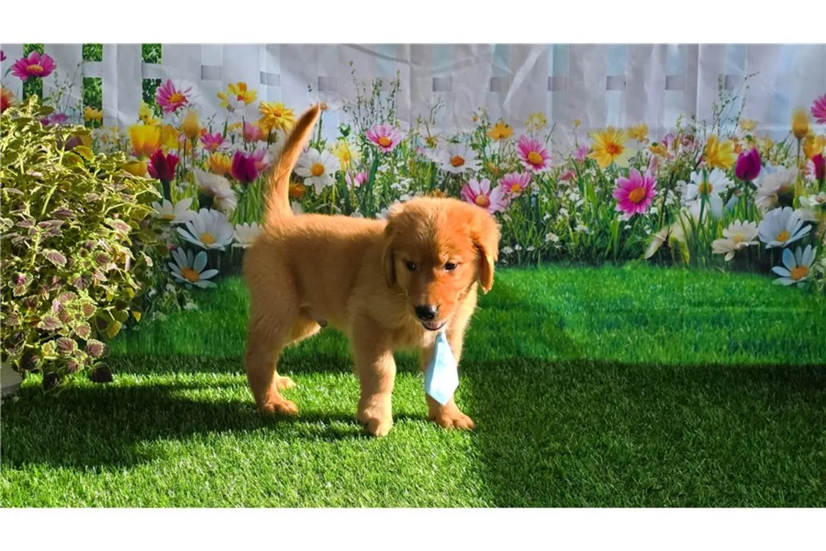 Chiots Golden Retriever de pure race