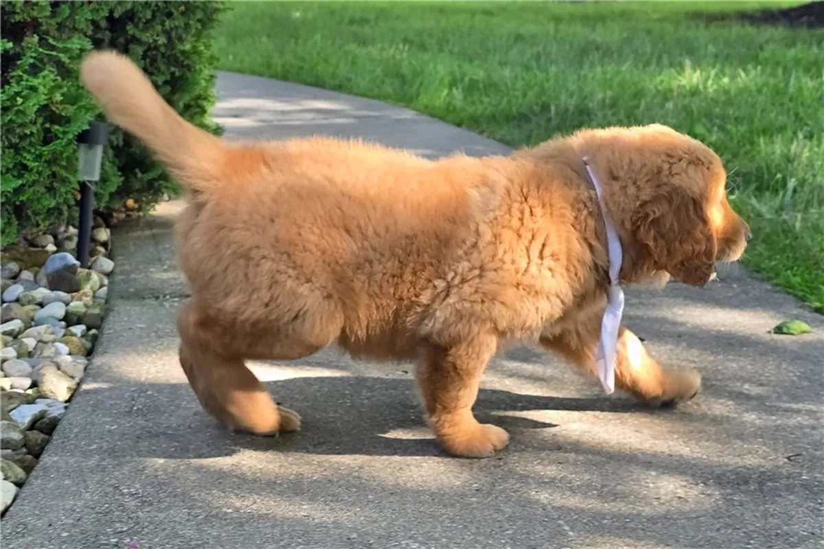 Chiots Golden Retriever de pure race