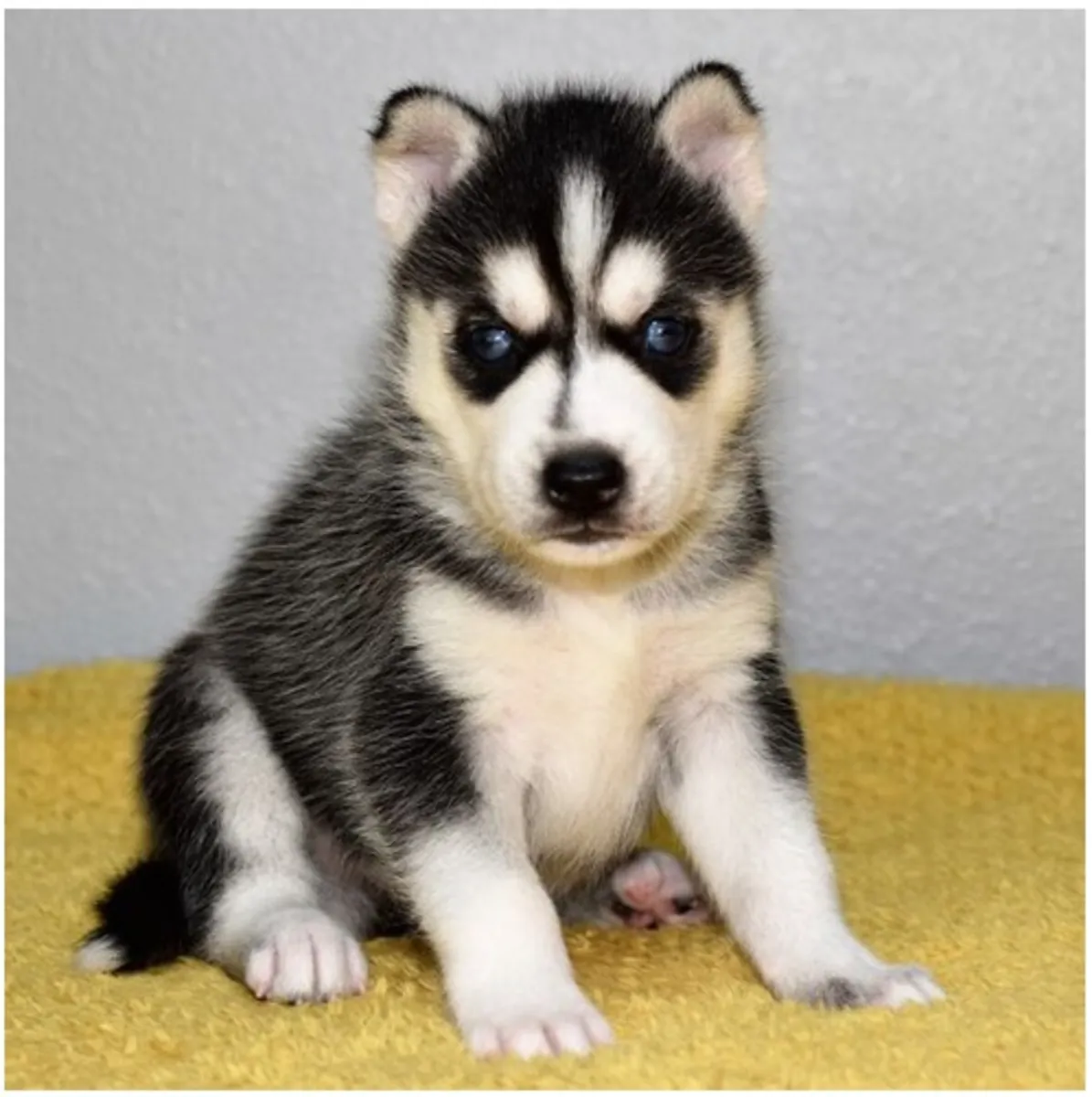 Chiots Husky sibérien de pure race