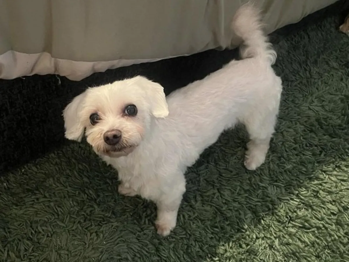 Bichon maltais cherche un foyer définitif