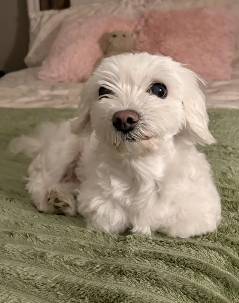 Bichon maltais cherche un foyer définitif