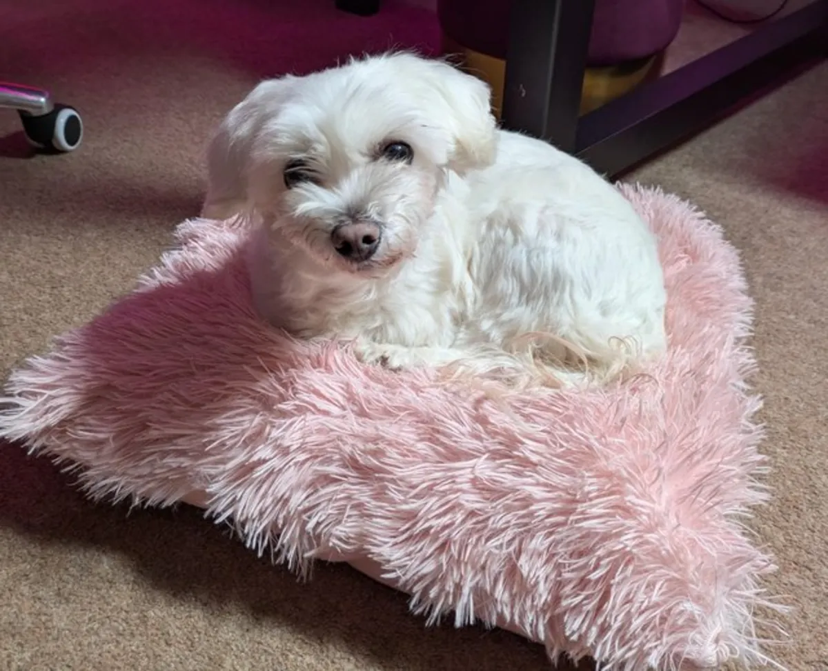 Bichon maltais cherche un foyer définitif