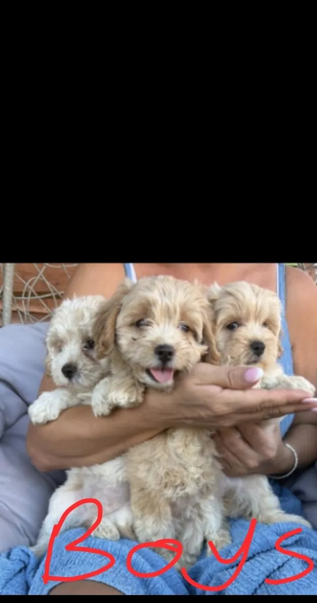 10 haftalık Maltipoo yavruları evlat edinme