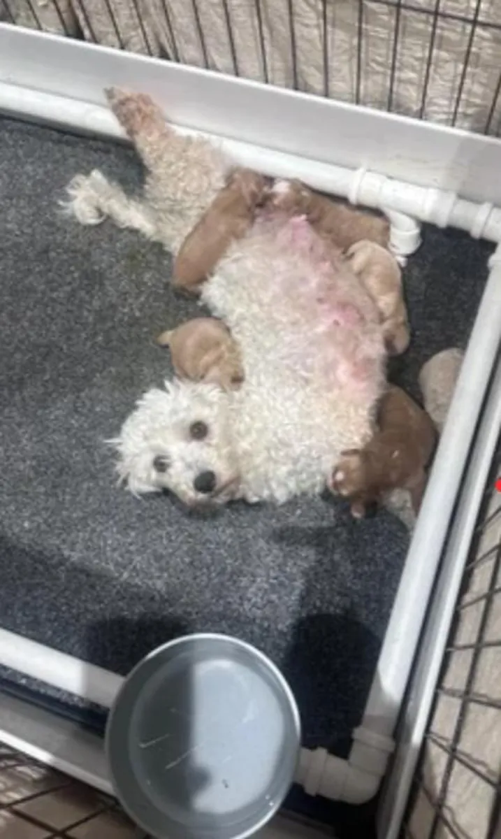 10 haftalık Maltipoo yavruları evlat edinme