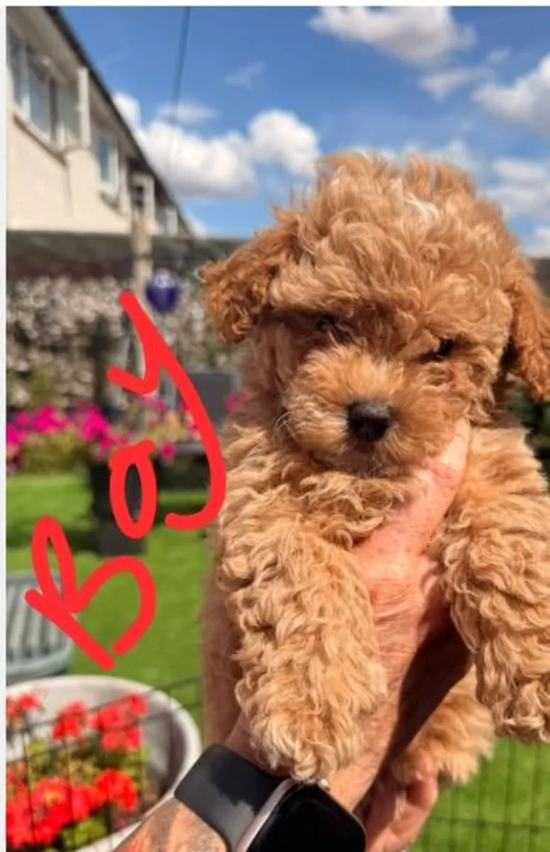 10 haftalık Maltipoo yavruları evlat edinme