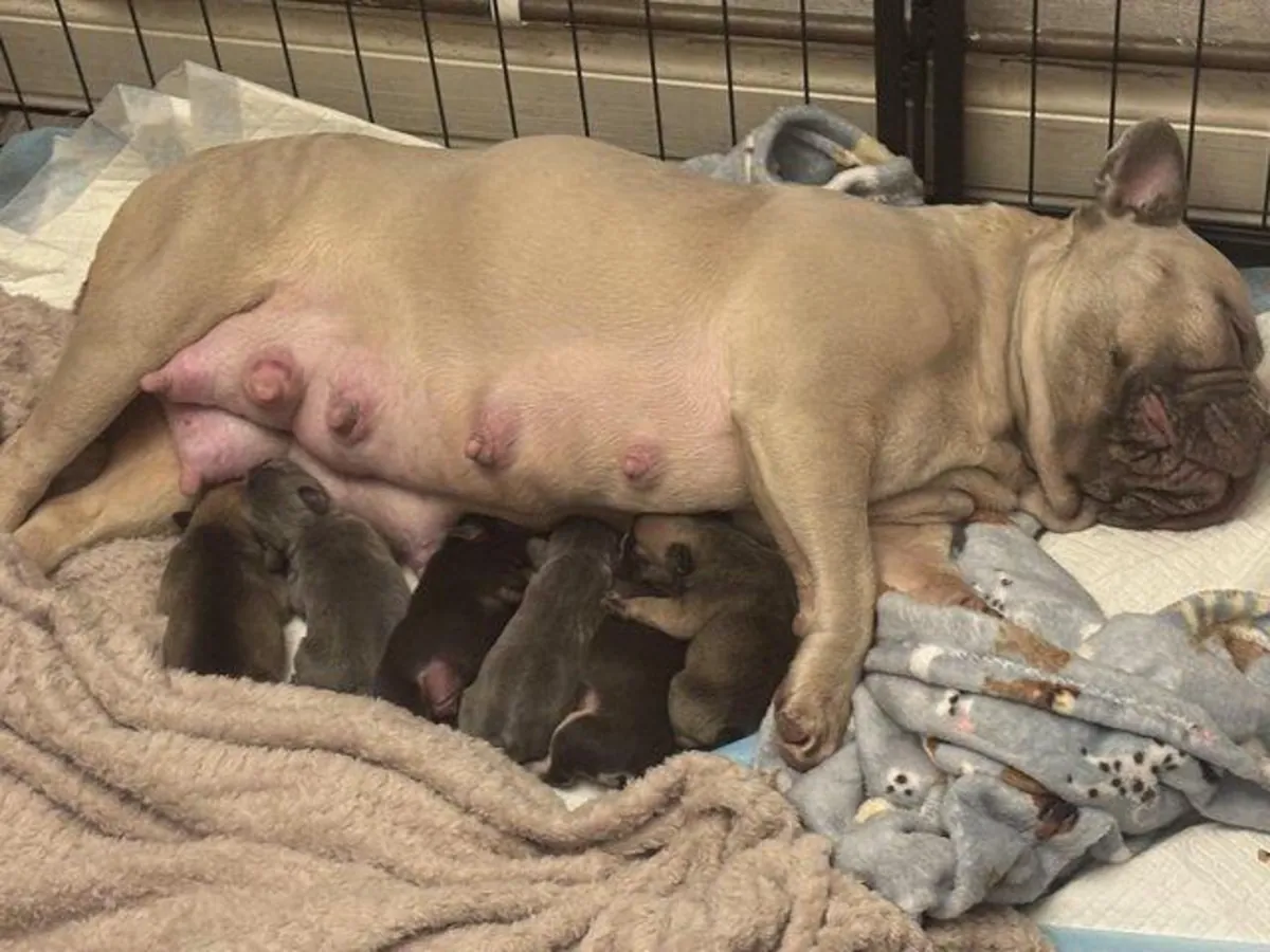 法国斗牛犬幼犬