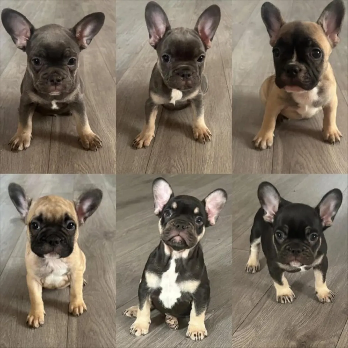 法国斗牛犬幼犬