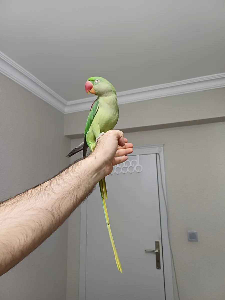 FUL EVCİL ALEXANDER KIZIMIZ