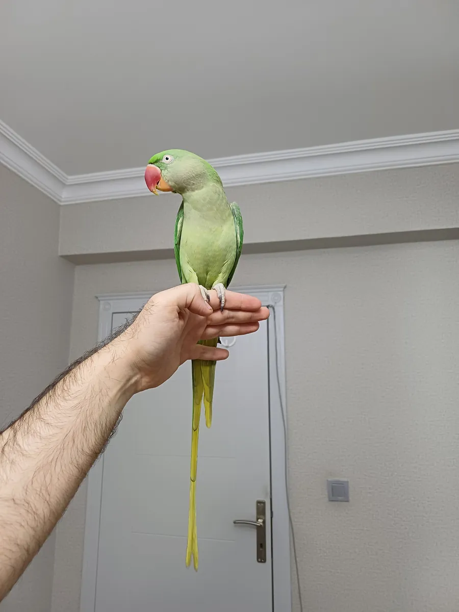 FUL EVCİL ALEXANDER KIZIMIZ