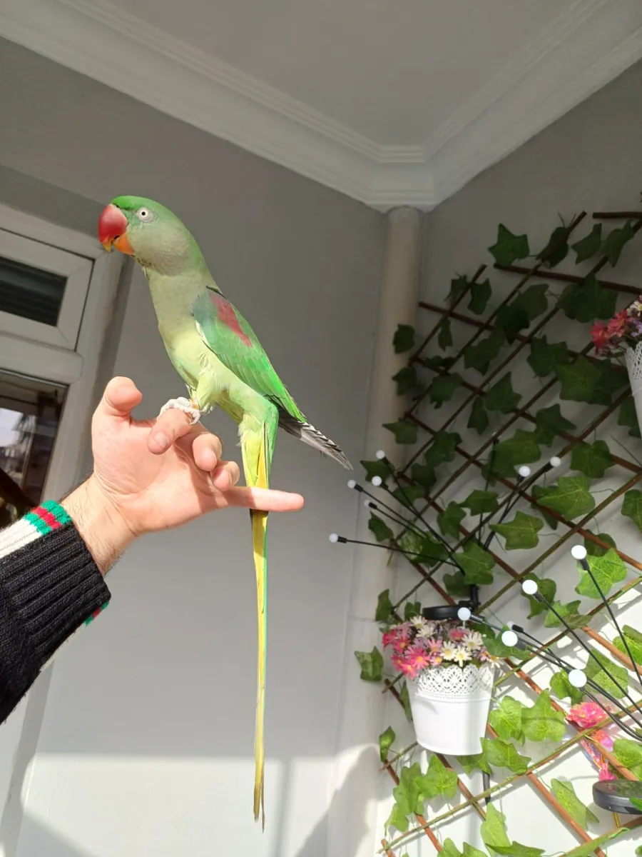 FUL EVCİL ALEXANDER KIZIMIZ