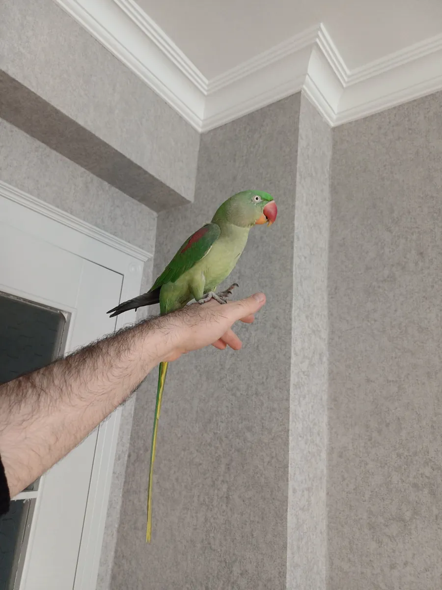 FUL EVCİL ALEXANDER KIZIMIZ