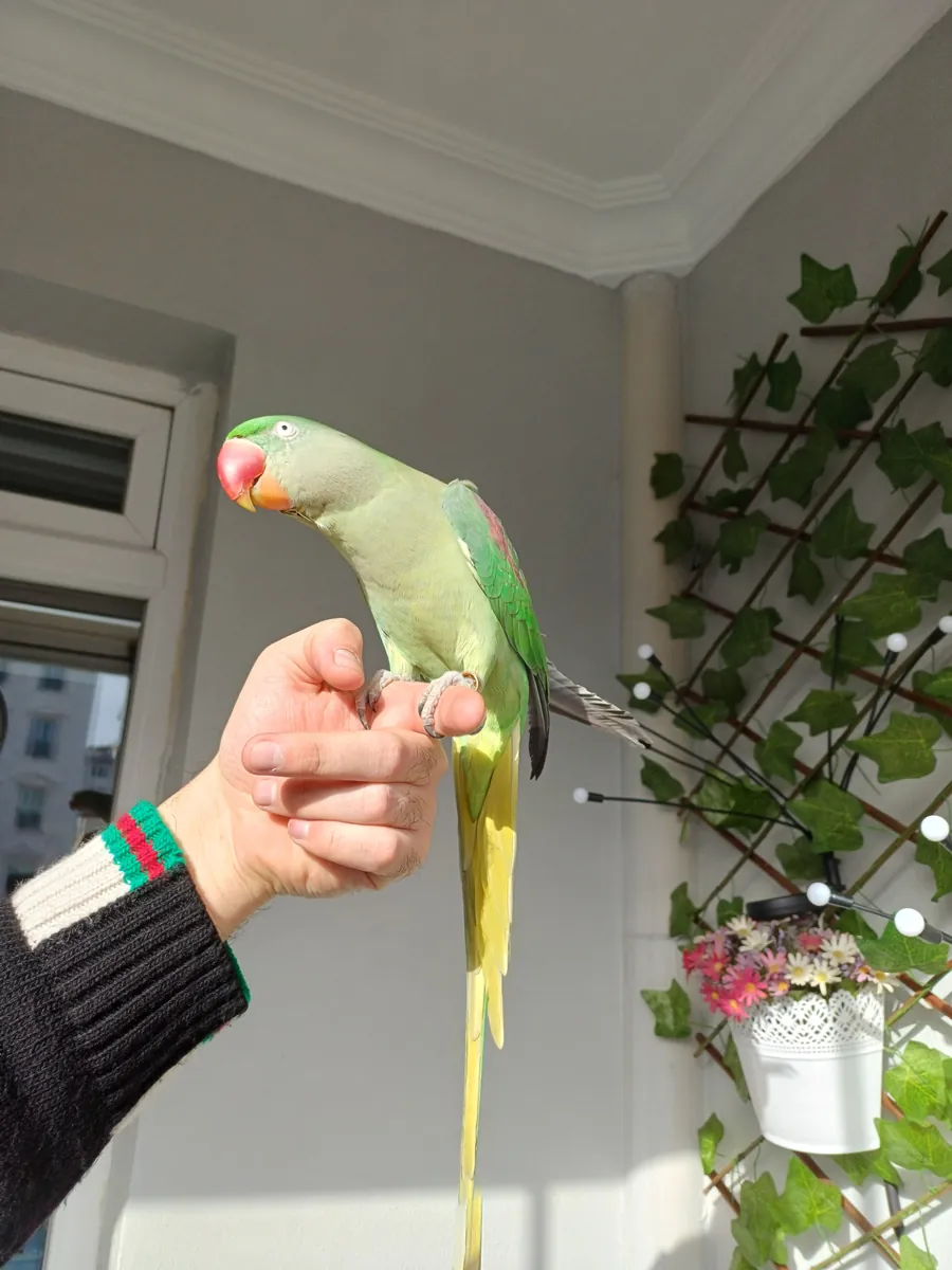 FUL EVCİL ALEXANDER KIZIMIZ