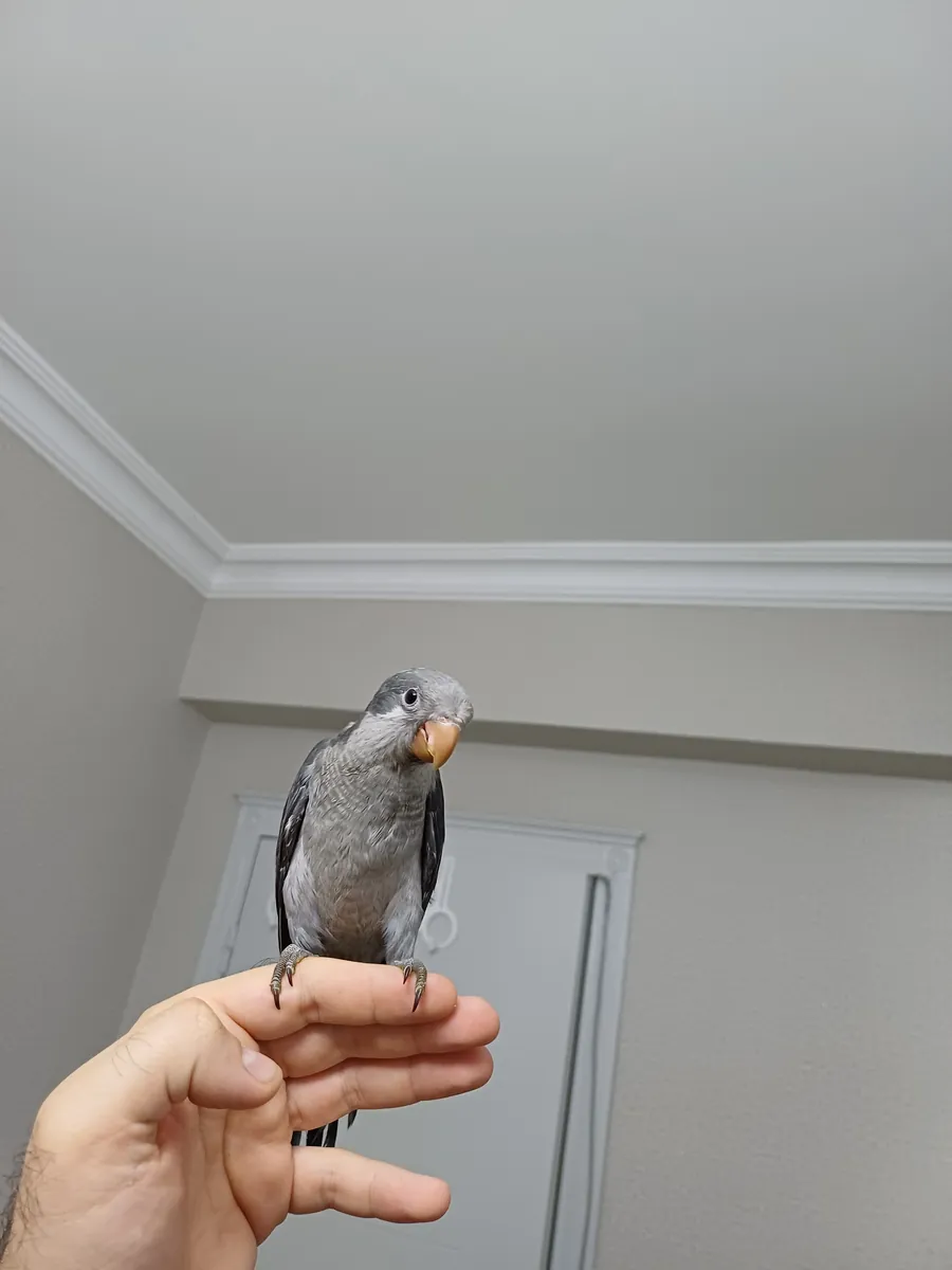 Bébés moines bleu cobalt, gris et vert