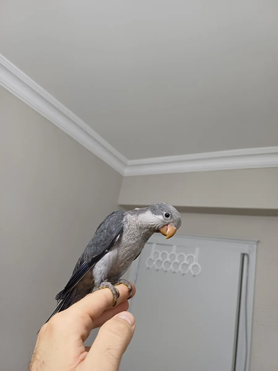 Bébés moines bleu cobalt, gris et vert