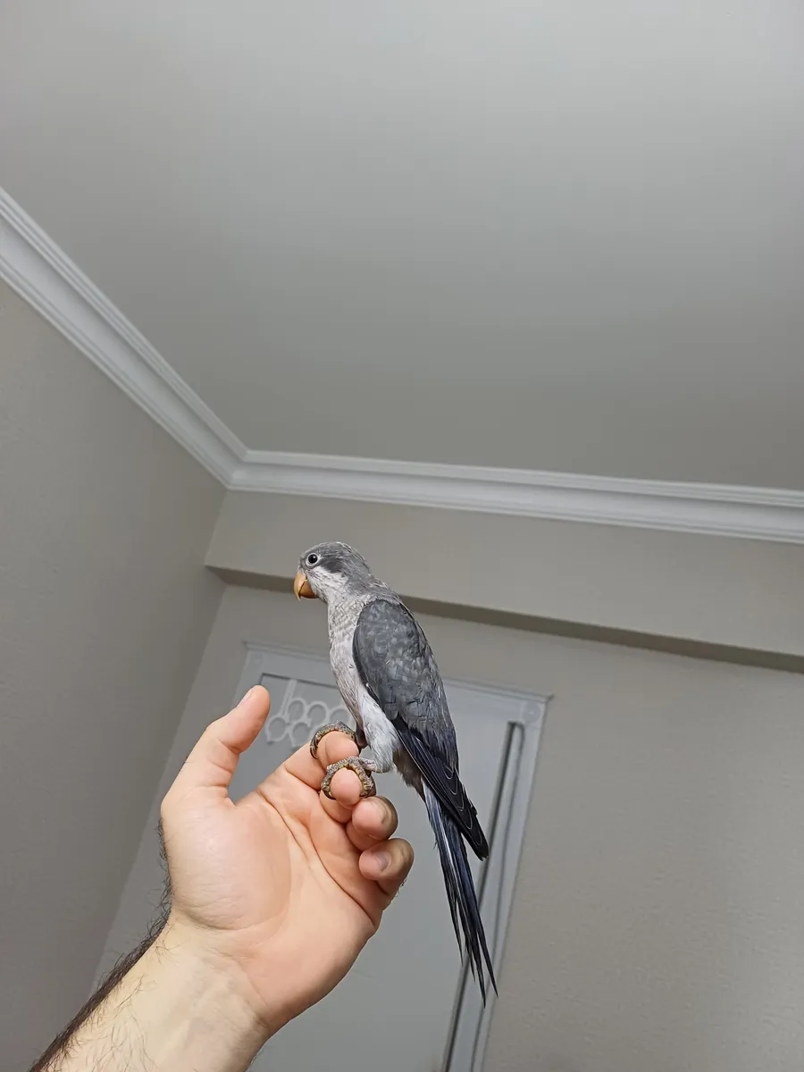 Bébés moines bleu cobalt, gris et vert