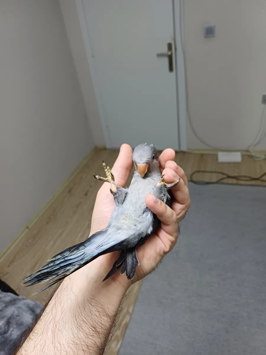 Bébés moines bleu cobalt, gris et vert