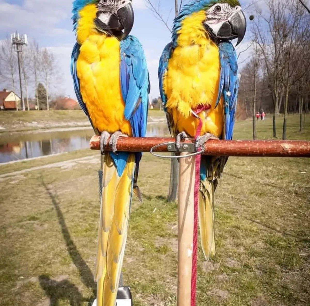 Прекрасная пара Ара