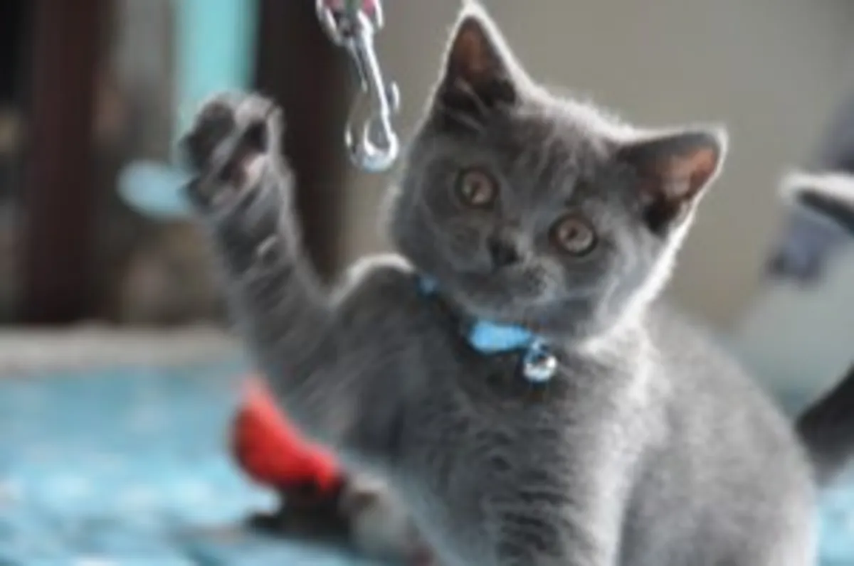 Chatons British Shorthair