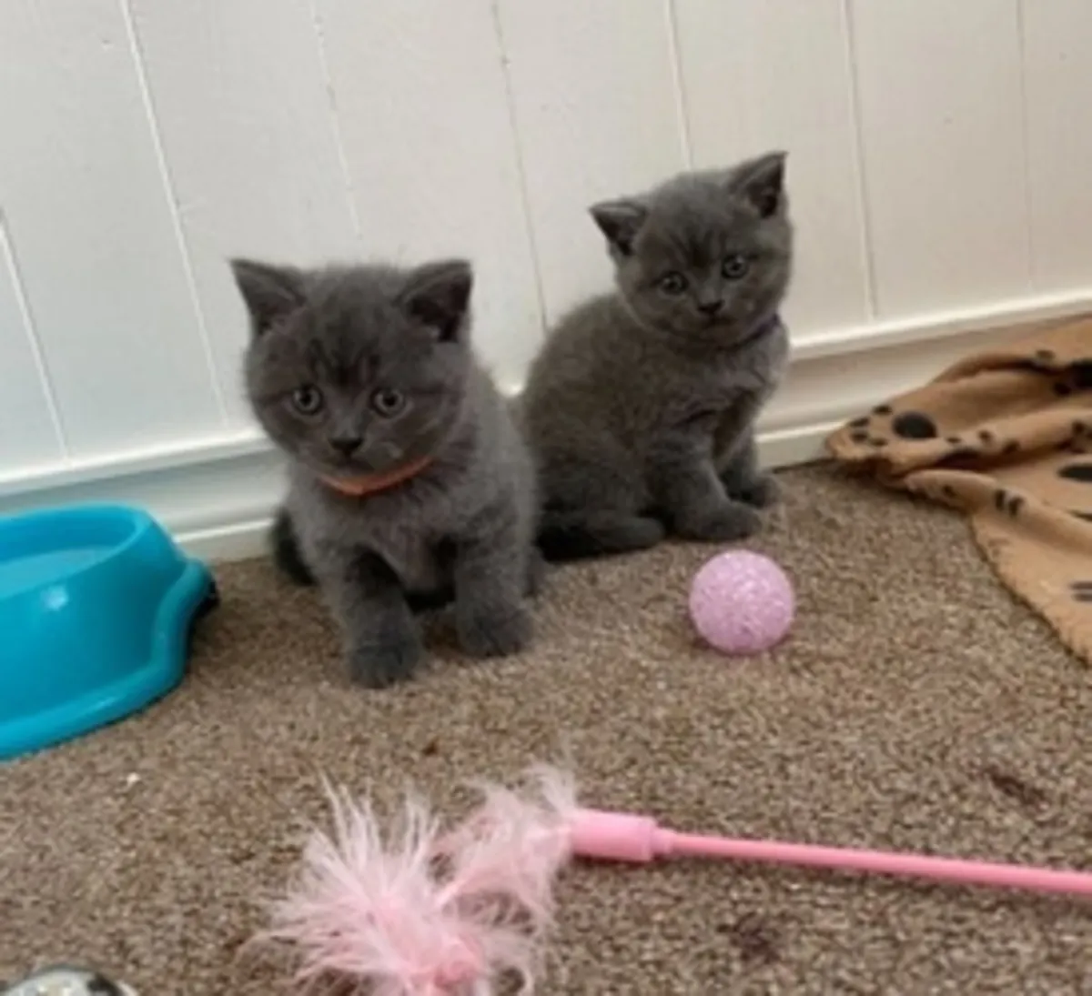 Chatons British Shorthair