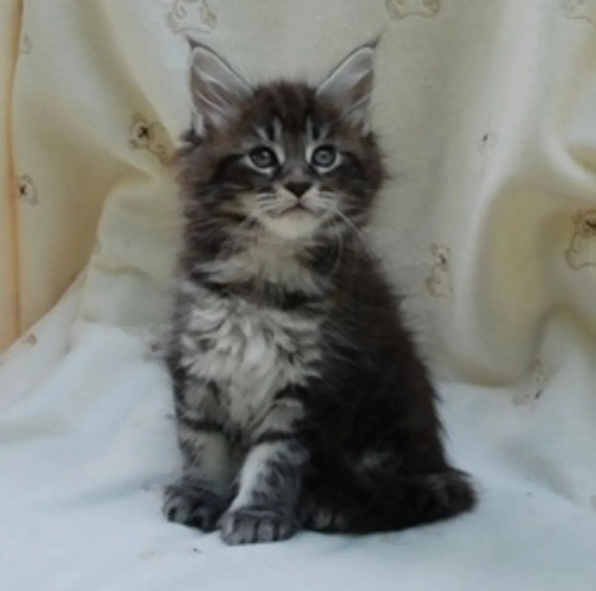 Chatons Maine Coon